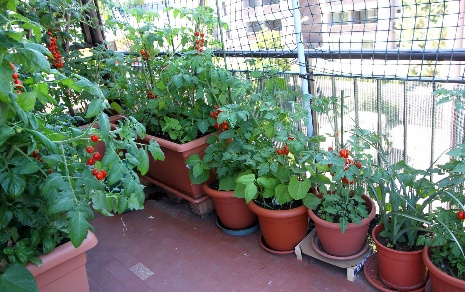 Что можно посадить на балконе. Томат ампельный балконный. Огород на балконе помидоры. Огурцы и помидоры на балконе. Овощи на подоконнике.
