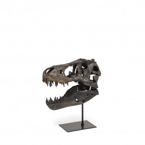 Brown Resin Tyrannosaurus Rex Skull Decor Piece