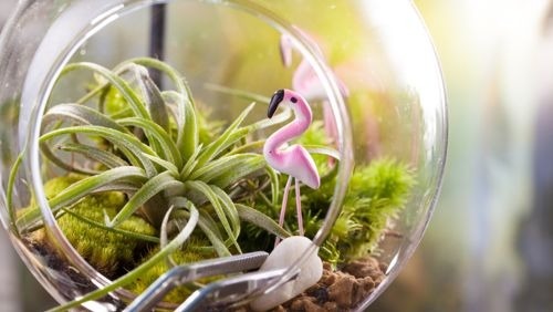 How to Keep Your Air Plants Alive and Well