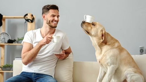 Helpful Tips for Dog-friendly Interior Design