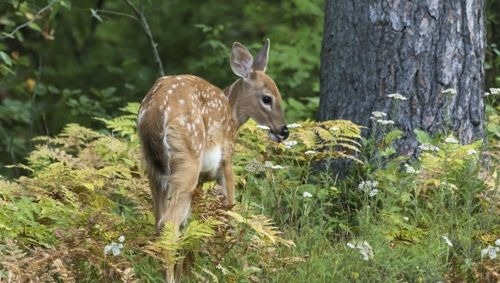 These Deer-Resistant Trees Will Make Your Yard Beautiful