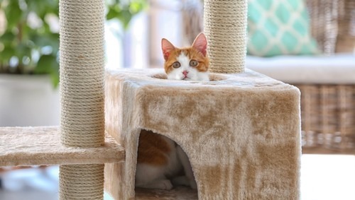How to Pick the Best Cat Tree for a Small Apartment