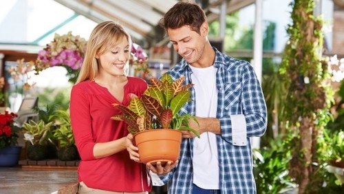 Clean Living Houseplants to Improve Your Home’s Air Quality