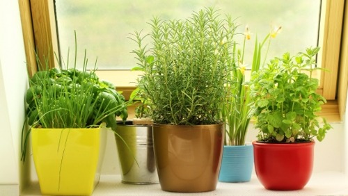 Ideas for Growing Herbs and Vegetables in Your Apartment in Innovative and Creative Ways