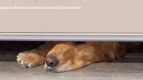 How to Make Your Garage Safe for Your Pets