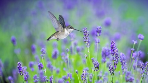 How to Turn Your Yard into a Hummingbird Haven