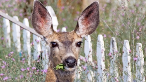 How to Build a Temporary Deer-Proof Garden Fence