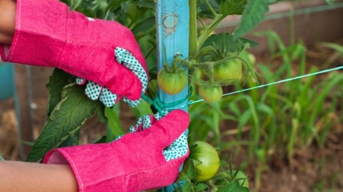 Why You Should Stake Your Plants to Ensure a Healthy Garden