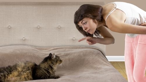 Easy Ways for You to Kitty-Proof Your Home
