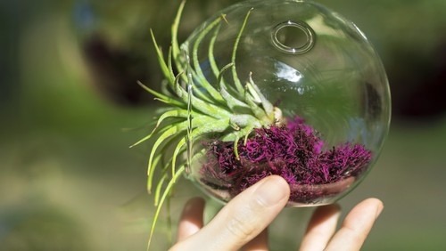 Buying and Displaying Air Plants: Tips for Beginners