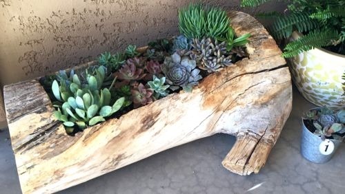 How to Make a Succulent Planter Out of a Log for Rustic Style