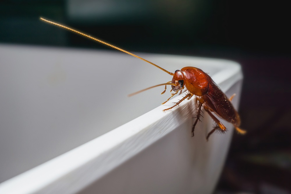 How Much Does it Cost to Exterminate Roaches?