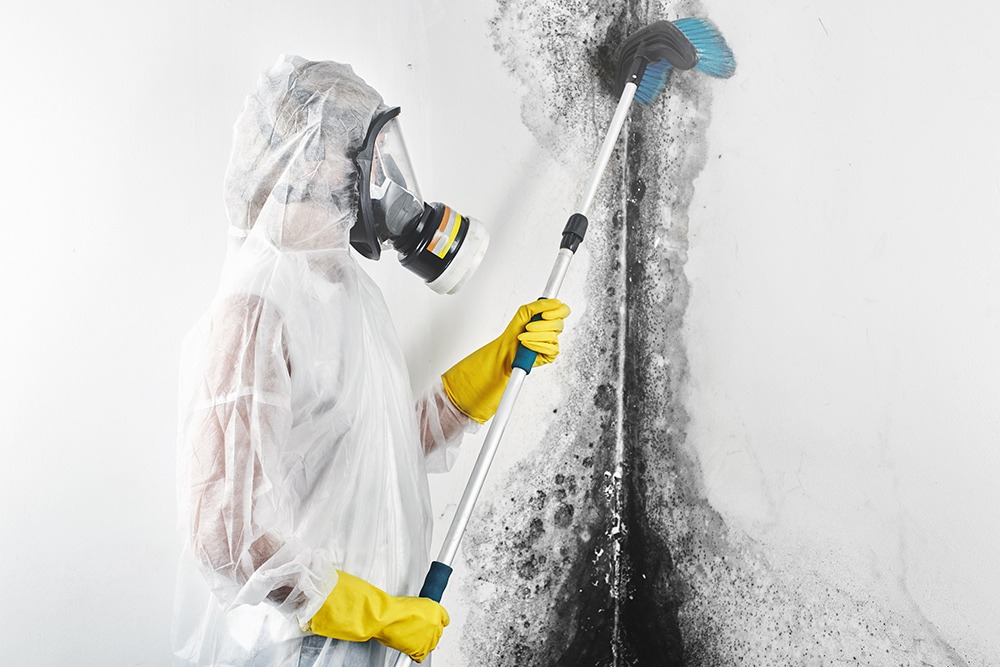 How Much Does Mold Remediation Cost? 